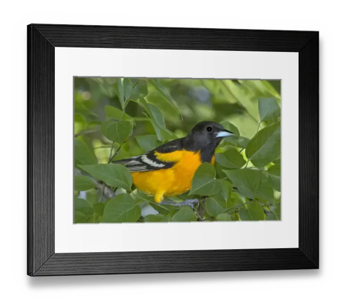 Framed Print : USA, Texas, South Padre Island. Portrait of Baltimore oriole in breeding plumage Framed Print : USA, Texas, South Padre Island. Portrait of Baltimore oriole in breeding plumage