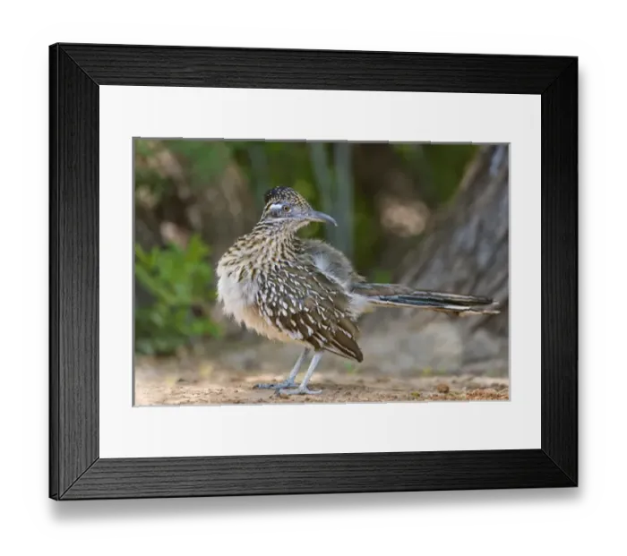 Framed Print : USA, Texas, Rio Grande Valley. Close-up of adult greater roadrunner bird. Credit as Framed Print : USA, Texas, Rio Grande Valley. Close-up of adult greater roadrunner bird. Credit as