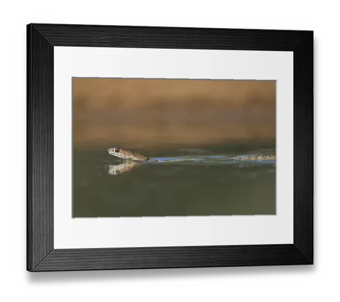 Framed Print : USA, Texas, Rio Grande Valley. Western coachwhip snake swims in a small pond. Credit as
