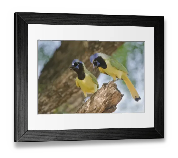 Framed Print : USA, Texas, Rio Grande Valley. Mated pair of green jays perched in a tree. Credit as