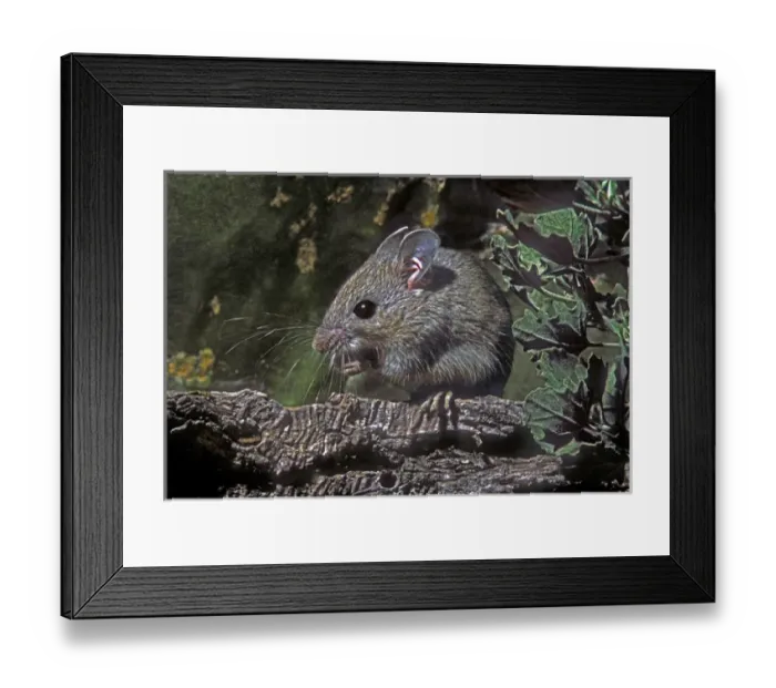 Framed Print : USA, Texas, Rio Grande Valley, McAllen. Close-up of wild deer mouse eating on log Framed Print : USA, Texas, Rio Grande Valley, McAllen. Close-up of wild deer mouse eating on log