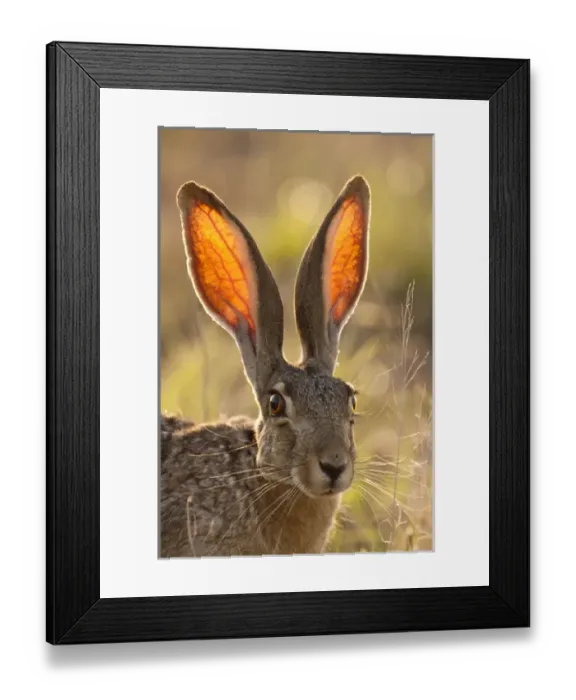 Framed Print : USA, Texas, Maverick County. Close-up of black-tailed jackrabbit Framed Print : USA, Texas, Maverick County. Close-up of black-tailed jackrabbit