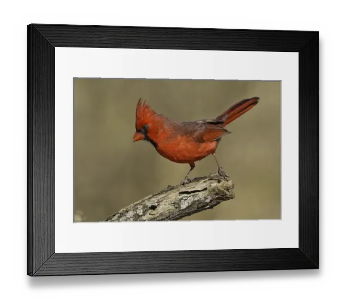 Framed Print : USA, Texas, Santa Clara Ranch. Northern cardinal on branch