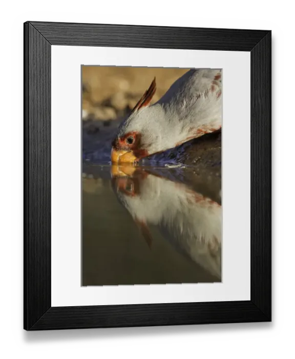 Framed Print : USA, Texas, Santa Clara Ranch. Male pyrrhuloxis bird drinking Framed Print : USA, Texas, Santa Clara Ranch. Male pyrrhuloxis bird drinking