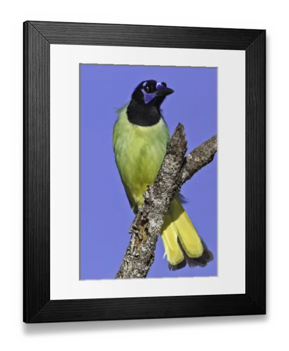 Framed Print : USA, Texas, Santa Clara Ranch. Green jay on limb Framed Print : USA, Texas, Santa Clara Ranch. Green jay on limb