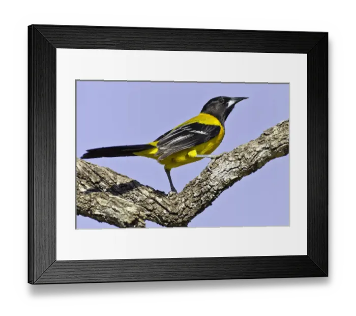 Framed Print : USA, Texas, Santa Clara Ranch. Audubon oriole on limb