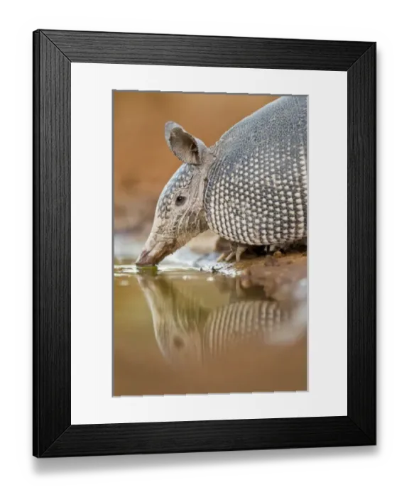 Framed Print : USA, Texas, Santa Clara Ranch. Close-up of nine-banded armadillo drinking. Credit as Framed Print : USA, Texas, Santa Clara Ranch. Close-up of nine-banded armadillo drinking. Credit as