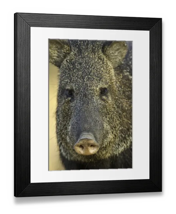 Framed Print : USA, Texas, Santa Clara Ranch. Frontal view of collard peccary Framed Print : USA, Texas, Santa Clara Ranch. Frontal view of collard peccary