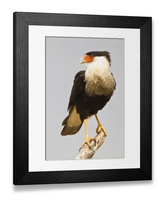Framed Print : USA, Texas, Mission, Martin-Javelina Ranch. Crested caracara standing on branch stub Framed Print : USA, Texas, Mission, Martin-Javelina Ranch. Crested caracara standing on branch stub