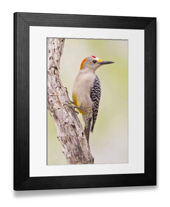 Framed Print : USA, Texas, Mission, Martin-Javelina Ranch. Male golden-fronted woodpecker on branch Framed Print : USA, Texas, Mission, Martin-Javelina Ranch. Male golden-fronted woodpecker on branch