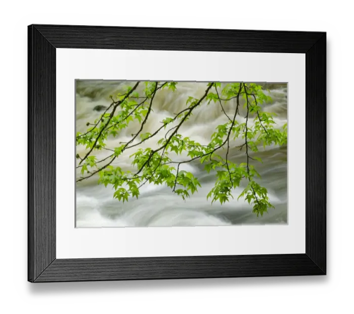 Framed Print : Overhanging maple tree branches in spring, Middle Prong, Great Smoky Mountains National Park