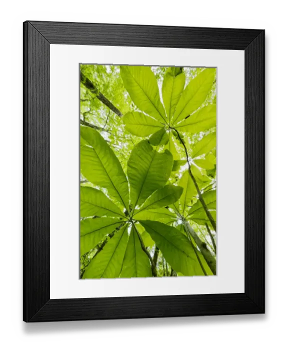 Framed Print : Low angle upward view beneath Umbrella Magnolia trees in spring, Great Smoky Mountains