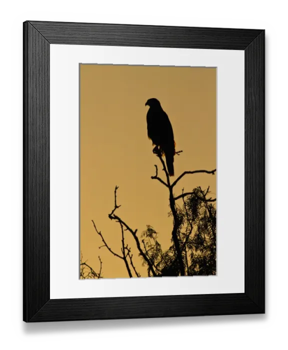 Framed Print : Harriss Hawk (Parabuteo unicinctus) perched raptor