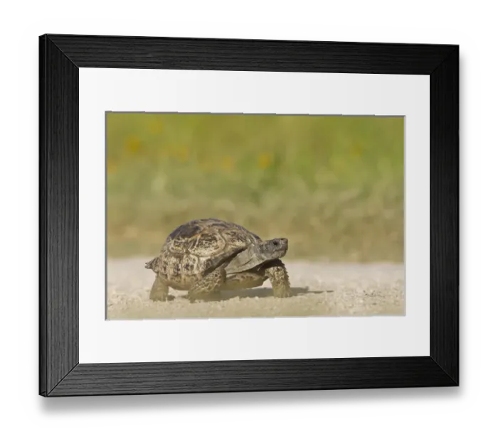 Framed Print : Texas Tortoise (Gopherus berlandieri) walking, Texas