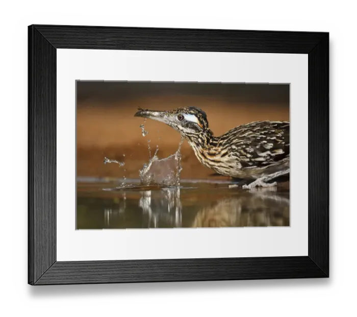 Framed Print : Greater Roadrunner (Geococcyx californianus) in Texas