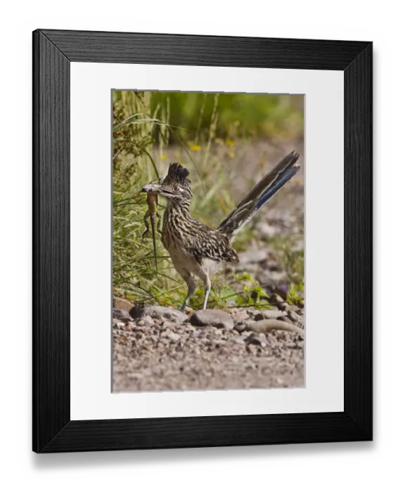 Framed Print : Greater Roadrunner (Geococcyx californianus) in Texas Framed Print : Greater Roadrunner (Geococcyx californianus) in Texas