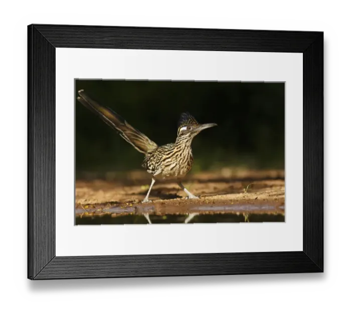 Framed Print : Greater Roadrunner (Geococcyx californianus) in Texas