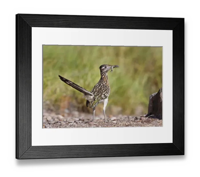 Framed Print : Greater Roadrunner (Geococcyx californianus) in Texas