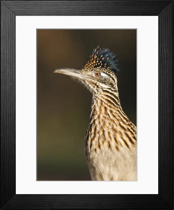 Framed Print : Greater Roadrunner (Geococcyx californianus) in Texas Framed Print : Greater Roadrunner (Geococcyx californianus) in Texas