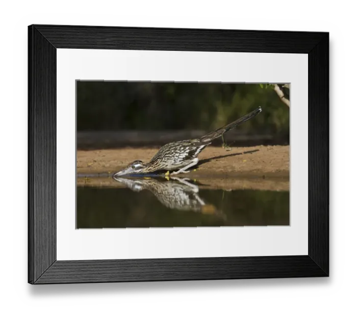 Framed Print : Greater Roadrunner (Geococcyx californianus) in Texas