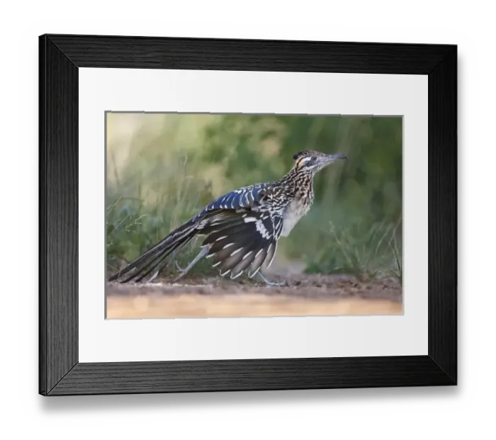 Framed Print : Greater Roadrunner (Geococcyx californianus) in Texas