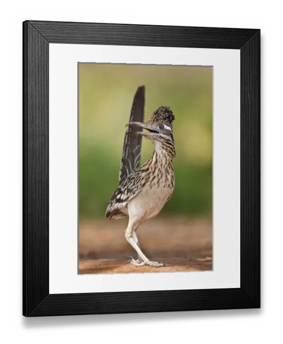 Framed Print : Greater Roadrunner (Geococcyx californianus) in Texas