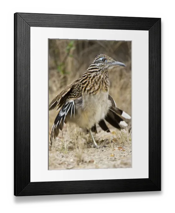 Framed Print : Greater Roadrunner (Geococcyx californianus) in Texas Framed Print : Greater Roadrunner (Geococcyx californianus) in Texas