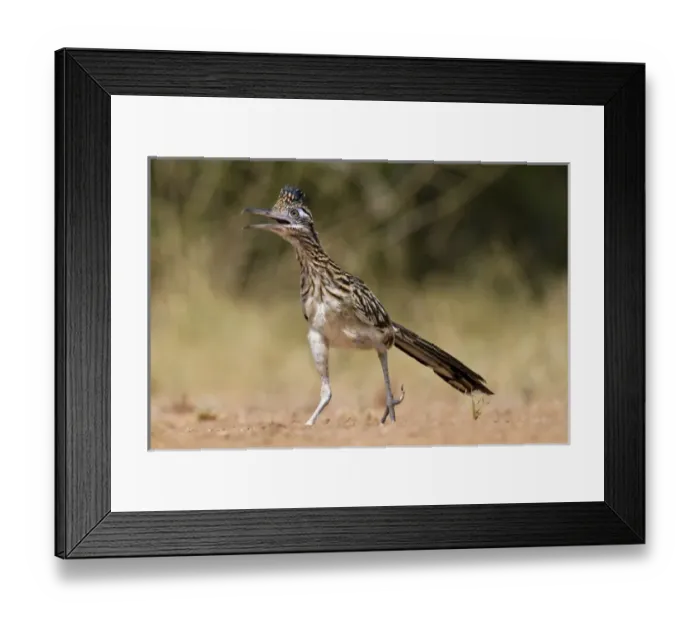 Framed Print : Greater Roadrunner (Geococcyx californianus) in Texas