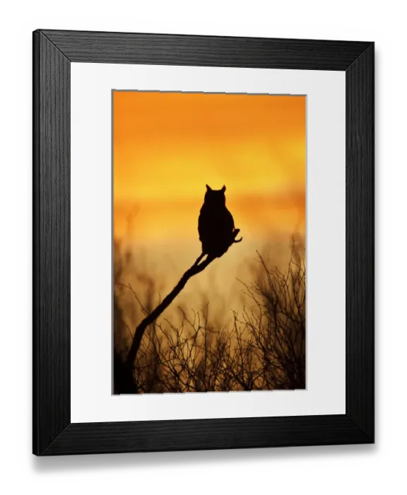 Framed Print : Great Horned Owl (Bubo virginianus) perched at sunset Framed Print : Great Horned Owl (Bubo virginianus) perched at sunset