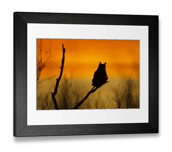 Framed Print : Great Horned Owl (Bubo virginianus) perched at sunset Framed Print : Great Horned Owl (Bubo virginianus) perched at sunset