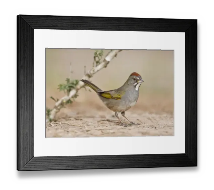 Framed Print : Green-tailed Towhee (Pipilo chlorurus) hunting for seeds Framed Print : Green-tailed Towhee (Pipilo chlorurus) hunting for seeds