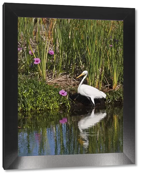 Great Egret (Ardea alba) hunting fish in freshwater marsh