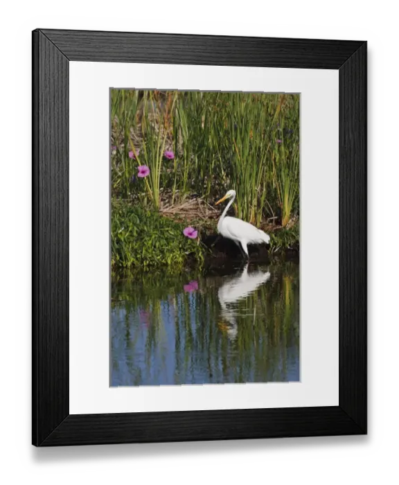 Framed Print : Great Egret (Ardea alba) hunting fish in freshwater marsh