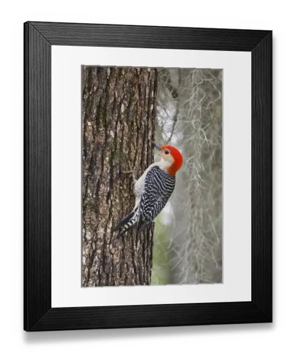 Framed Print : Red-bellied Woodpecker (Melanerpes carolinus) male on oak Framed Print : Red-bellied Woodpecker (Melanerpes carolinus) male on oak