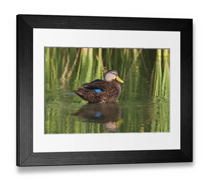 Framed Print : Mottled Duck (Anas fulvigula) male resting in shallow marsh