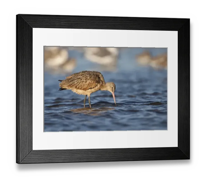 Framed Print : Marbled Godwit (Limosa fedoa) feeding in Laguna Madre, Texas Framed Print : Marbled Godwit (Limosa fedoa) feeding in Laguna Madre, Texas