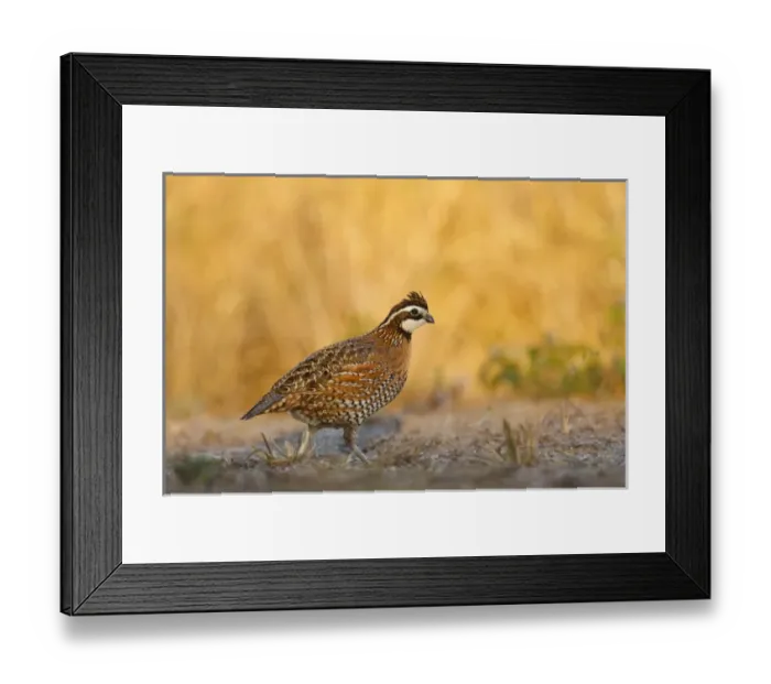 Framed Print : Northern Bobwhite (Colinus virginianus) quail, male walking Framed Print : Northern Bobwhite (Colinus virginianus) quail, male walking