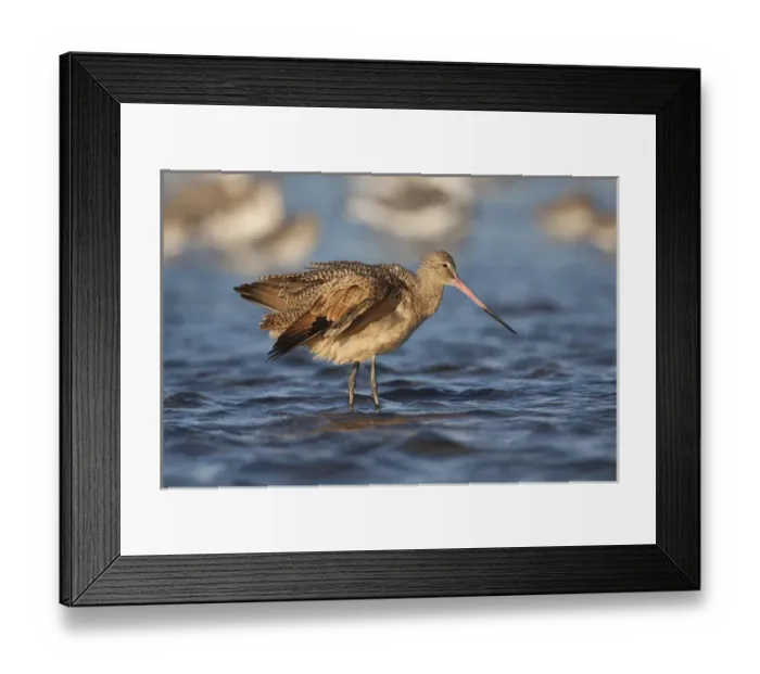 Framed Print : Marbled Godwit (Limosa fedoa) feeding in Laguna Madre, Texas