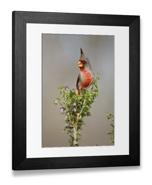 Framed Print : Pyrrhuloxia (Cardinalis sinuatus) male in brush, south Texas