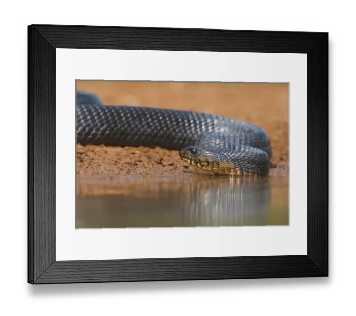 Framed Print : Indigo Snake (Drymarchon corais) drinking at south Texas pond Framed Print : Indigo Snake (Drymarchon corais) drinking at south Texas pond
