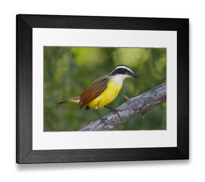 Framed Print : Great Kiskadee (Pitangus sulphuratus) adult perched in Texas Framed Print : Great Kiskadee (Pitangus sulphuratus) adult perched in Texas
