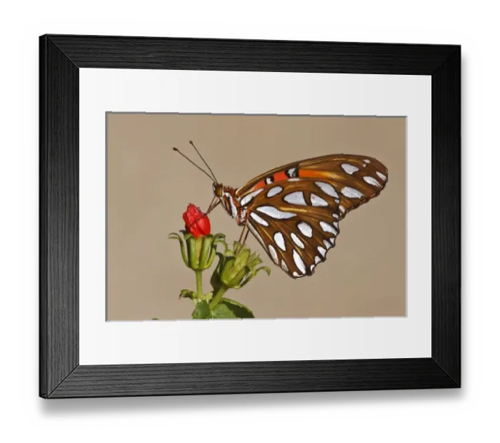 Framed Print : Gulf Fritillary (Agraulis vanillae) nectaring on wild flowers Framed Print : Gulf Fritillary (Agraulis vanillae) nectaring on wild flowers