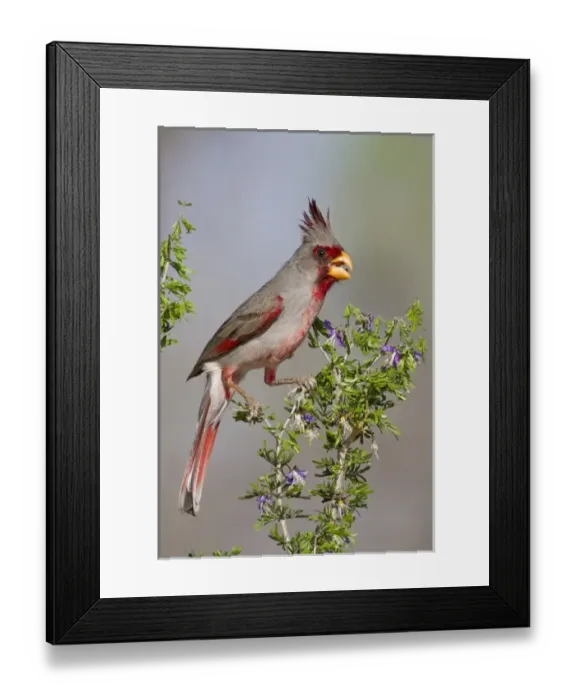 Framed Print : Pyrrhuloxia (Cardinalis sinuatus) male perched in south Texas