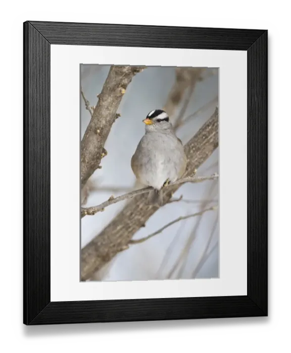 Framed Print : White-crowned Sparrow (Zonotrichia leucophrys) on a cold day Framed Print : White-crowned Sparrow (Zonotrichia leucophrys) on a cold day