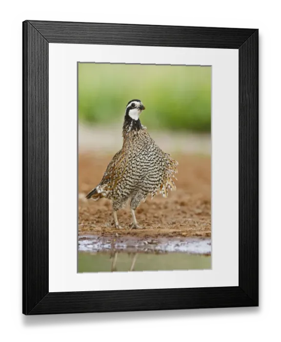 Framed Print : Northern Bobwhite (Colinus virginianus) male ruffling feathers Framed Print : Northern Bobwhite (Colinus virginianus) male ruffling feathers