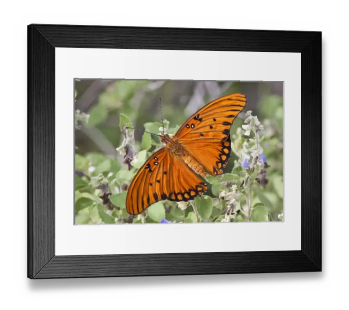 Framed Print : Gulf Fritillary (Agraulis vanillae) nectaring on wild flowers Framed Print : Gulf Fritillary (Agraulis vanillae) nectaring on wild flowers