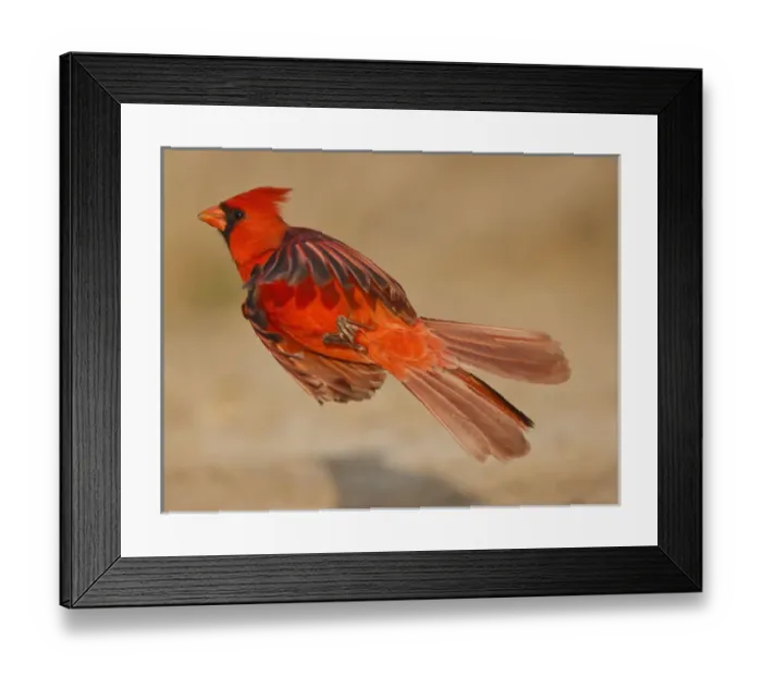 Framed Print : Northern Cardinal (Cardinalis cardinalis) adult male in flight Framed Print : Northern Cardinal (Cardinalis cardinalis) adult male in flight