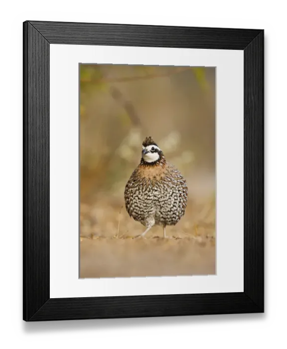 Framed Print : Northern Bobwhite (Colinus virginianus) male ruffling feathers Framed Print : Northern Bobwhite (Colinus virginianus) male ruffling feathers