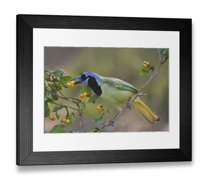 Framed Print : Green Jay (Cyanocorax yncas) adult eating anaqua fruits, Texas Framed Print : Green Jay (Cyanocorax yncas) adult eating anaqua fruits, Texas