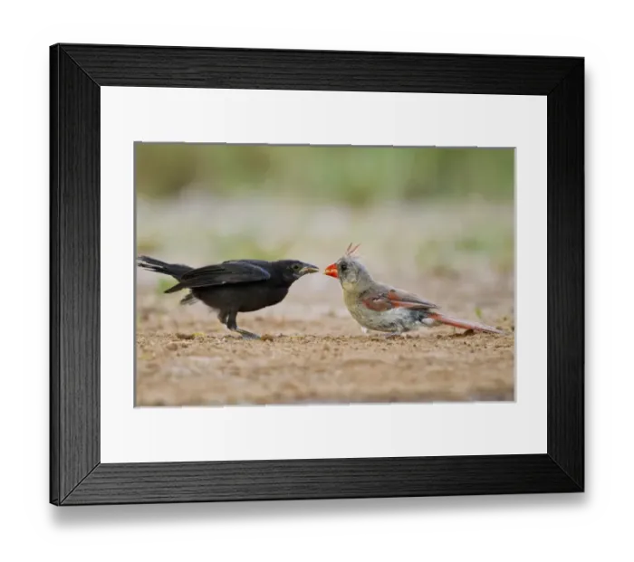 Framed Print : Northern Cardinal (Cardinalis cardinalis) feeding baby cowbird